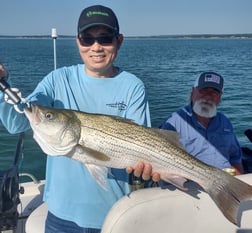 Hybrid Striped Bass Fishing in Runaway Bay, Texas