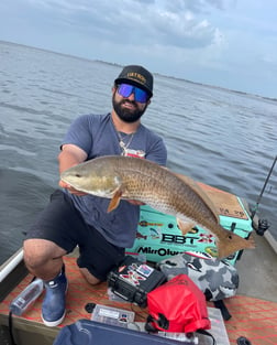 Mangrove Snapper fishing in Holmes Beach, Florida