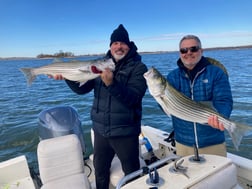 Hybrid Striped Bass Fishing in Pottsboro, Texas