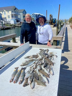 Weakfish Fishing in Beaufort, North Carolina