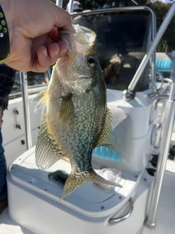 Crappie Fishing in Crystal River, Florida