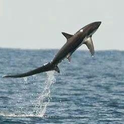 Thresher Shark Fishing in Freeport, New York, USA