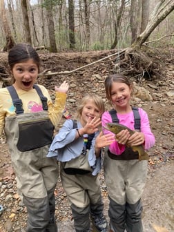 Brown Trout fishing in Leicester, North Carolina