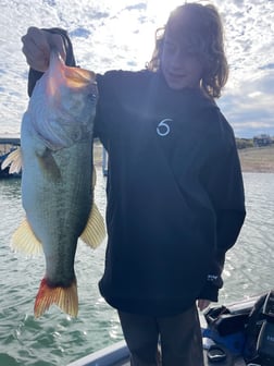 Largemouth Bass Fishing in Austin, Texas