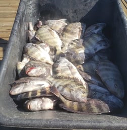 Sheepshead Fishing in Steinhatchee, Florida