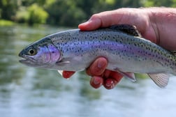 Brown Trout fishing in Johnson City, Tennessee