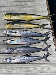 Mahi Mahi Fishing in Pompano Beach, Florida