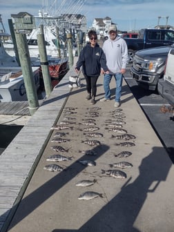 Black Drum, Sheepshead Fishing in Frisco, North Carolina