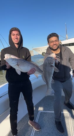 Black Drum Fishing in Galveston, Texas