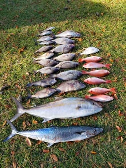 Amberjack, King Mackerel / Kingfish Fishing in Wrightsville Beach, North Carolina