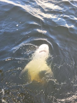 Fishing in Santa Rosa Beach, Florida