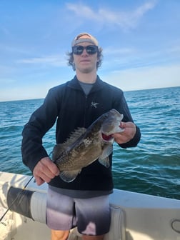 Gag Grouper Fishing in Belleair Bluffs, Florida