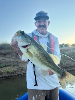 Largemouth Bass fishing in Graford, Texas