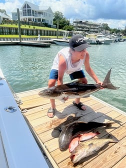 Cobia fishing in Wilmington, North Carolina