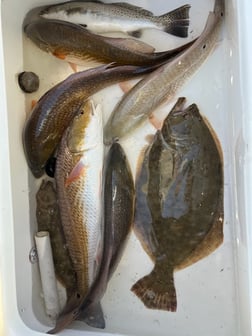 Flounder, Redfish, Speckled Trout / Spotted Seatrout Fishing in Galveston, Texas