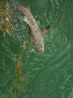 Tarpon Fishing in Port Orange, Florida