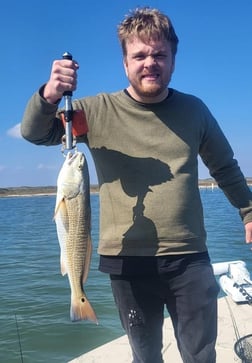 Black Drum, Redfish Fishing in Corpus Christi, Texas