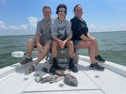 Mangrove Snapper, Sheepshead Fishing in St. Petersburg, Florida