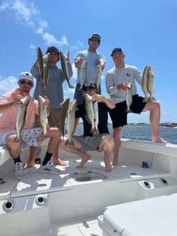 Redfish Fishing in Orange Beach, Alabama