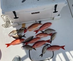 Red Snapper fishing in Pensacola, Florida