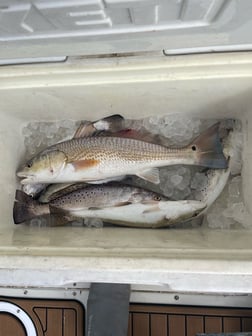 Fishing in Galveston, Texas