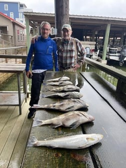 Black Drum, Sheepshead, Speckled Trout Fishing in Galveston, Texas