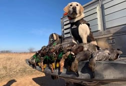 Black Duck, Mallard Hunting in Bowie, Texas