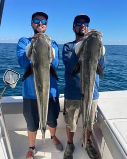 Cobia Fishing in Sarasota, Florida