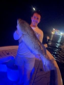 Tripletail fishing in Clearwater, Florida