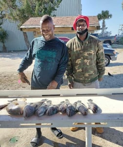 Black Seabass, Rockfish Fishing in Jacksonville, Florida