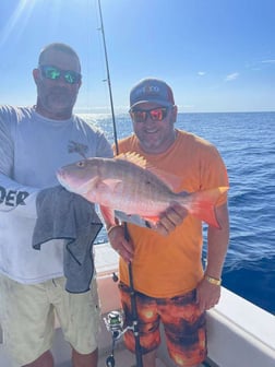 Cubera Snapper Fishing in Clearwater, Florida