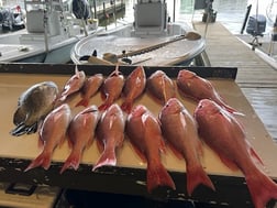 Tripletail Fishing in Buras, Louisiana