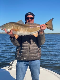 Black Drum Fishing in Jacksonville Beach, Florida