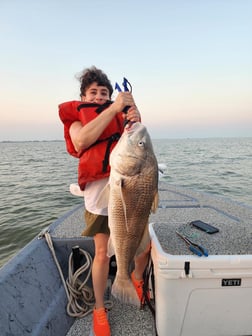 Black Drum, Mangrove Snapper, Redfish, Speckled Trout / Spotted Seatrout fishing in Galveston, Texas