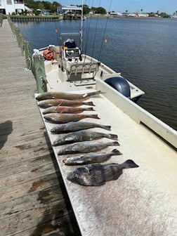 Sheepshead Fishing in Freeport, Texas