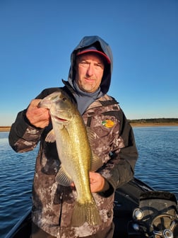 Largemouth Bass Fishing in Austin, Texas