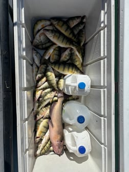 Perch Fishing in Oak Harbor, Ohio