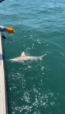 Speckled Trout / Spotted Seatrout fishing in Galveston, Texas