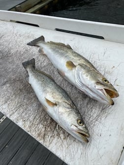 Spanish Mackerel Fishing in Santa Rosa Beach, Florida, USA