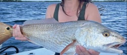 Gag Grouper Fishing in Clearwater, Florida