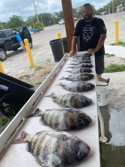 Black Drum Fishing in Jacksonville, Florida