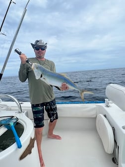 Amberjack, Spanish Mackerel, Triggerfish, Yellowtail Snapper Fishing in Tavernier, Florida