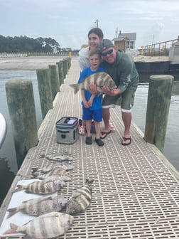 Sheepshead Fishing in Gulf Shores, Alabama