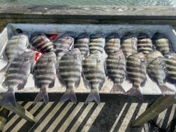 Redfish Fishing in St. Augustine, Florida