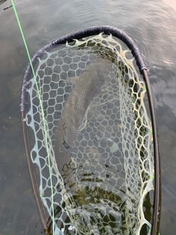 Rainbow Trout Fishing in Broken Bow, Oklahoma