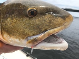 Redfish fishing in Panama City Beach, Florida