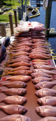 Gag Grouper Fishing in Clearwater, Florida