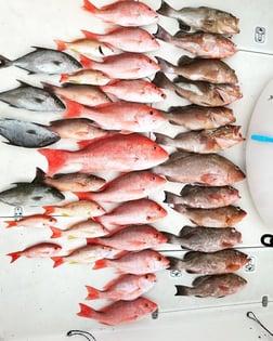 Red Grouper Fishing in Madeira Beach, Florida