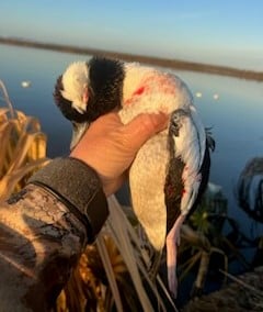 Bufflehead Hunting in Panama City, Florida