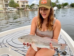 Tripletail fishing in Clearwater, Florida